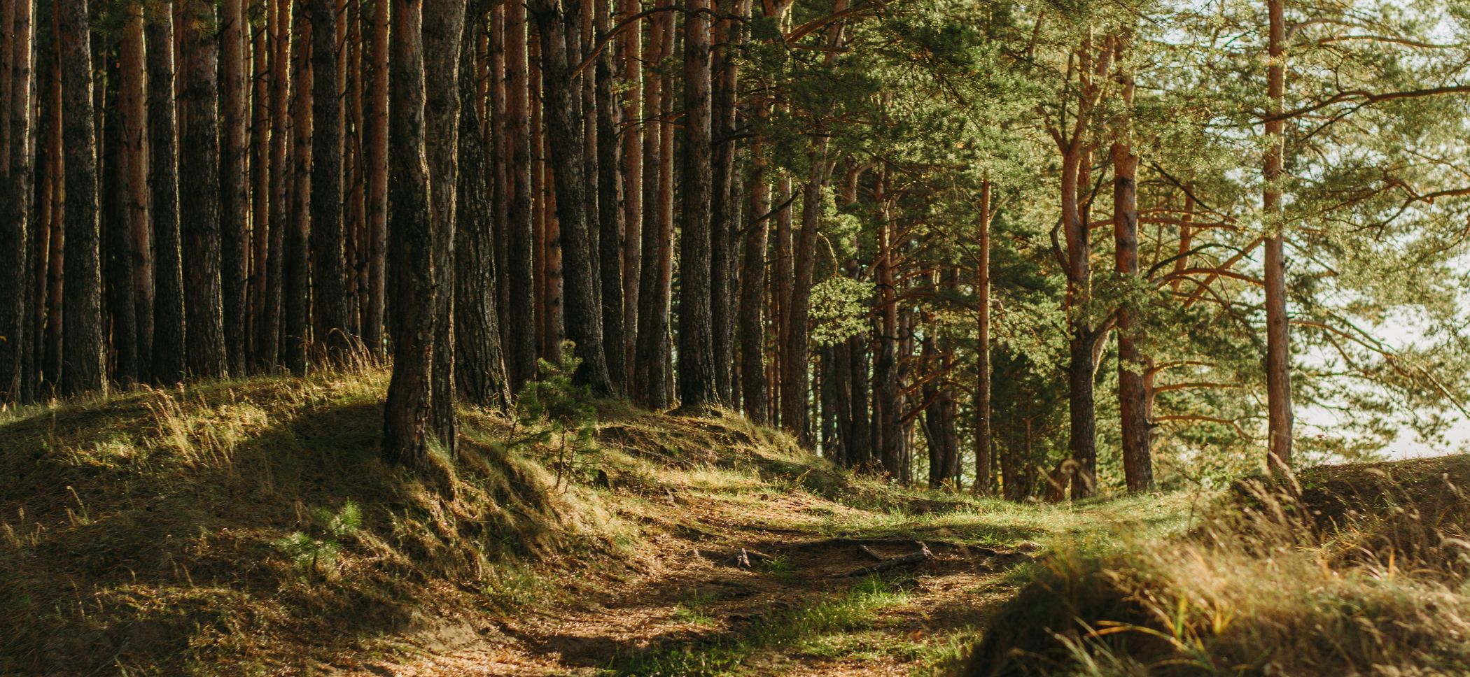 The Finnish Forest's Nutritional Treasures: Discovering Organic Superfood Ingredients with van Mel & Co.
